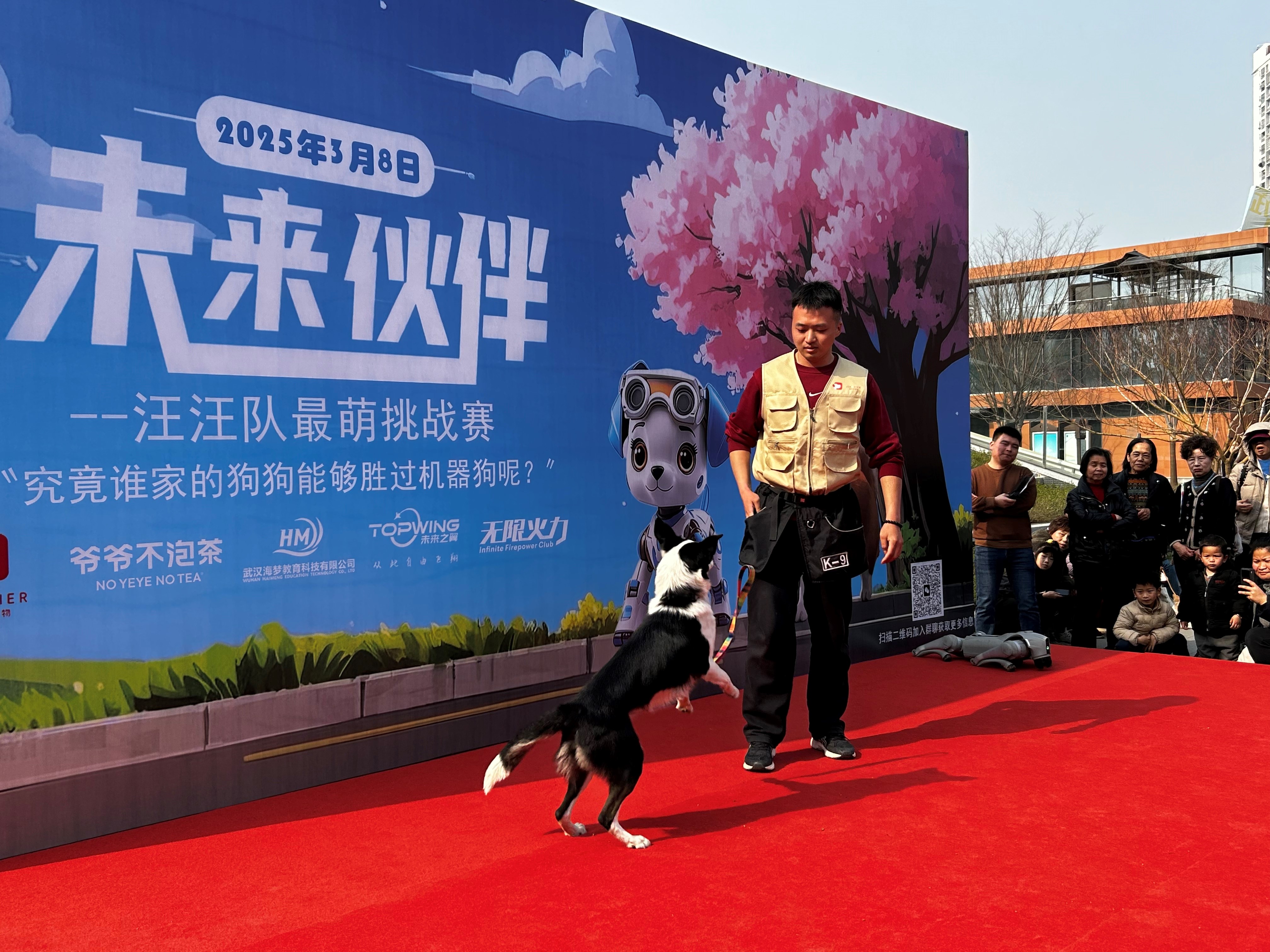 萌宠表演
